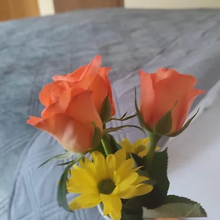 Freihof 3* Oberharmersbach